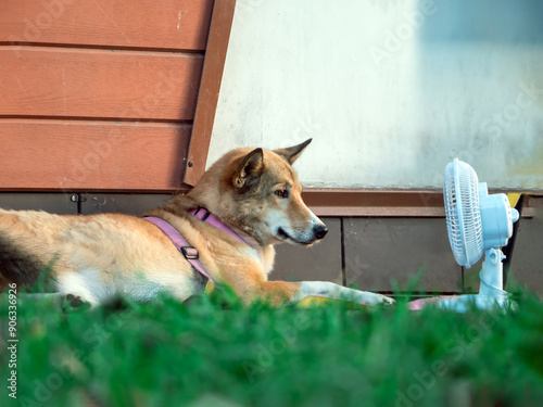 A large dog lying in near a fan on a summer evening.