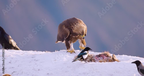 Majestic golden eagles in a winter landscape over the fjords of Telemark, Norway