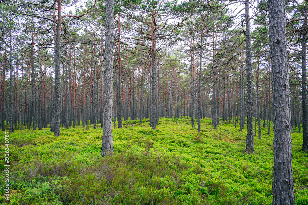 Fototapeta premium Frischer grüner Nadelwald in Schweden