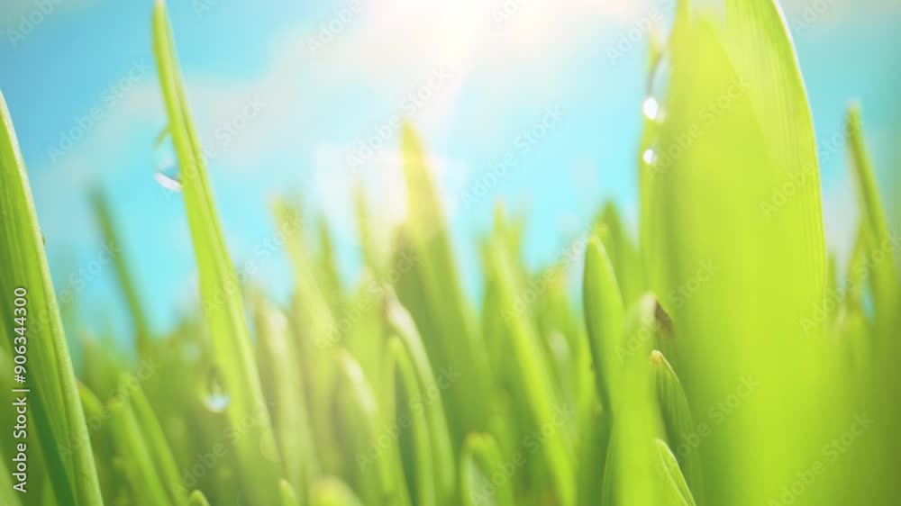 The Camera Slowly Moves Through the Leaves of Lush Green Grass Early in the Morning Against the Backdrop of a Blue Sky. Spring Morning in Nature, Sun Breaks Through the Stalks of Fresh Grass The Camera Slowly Moves Through the Leaves of Lush Green Grass Early in the Morning Against the Backdrop of a Blue Sky. Spring Morning in Nature, Sun Breaks Through the Stalks of Fresh Grass