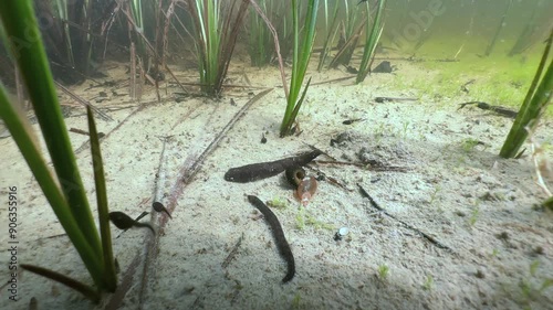 Horse leeches (Haemopis sanguisuga) at the bottom of shallow pond. Underwater footage in the wild. Estonia. photo