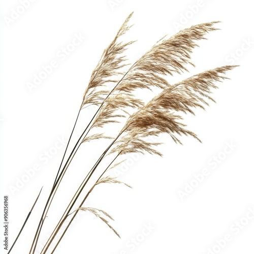 The calamagrostis arundinacea bush is shown here in 3D contrasted with a transparent background. photo