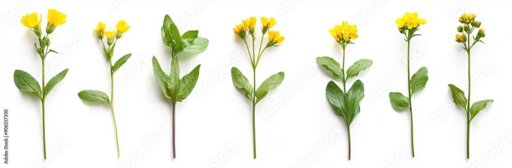 Plant set depicted in 3D on transparent background Plant set depicted in 3D on transparent background