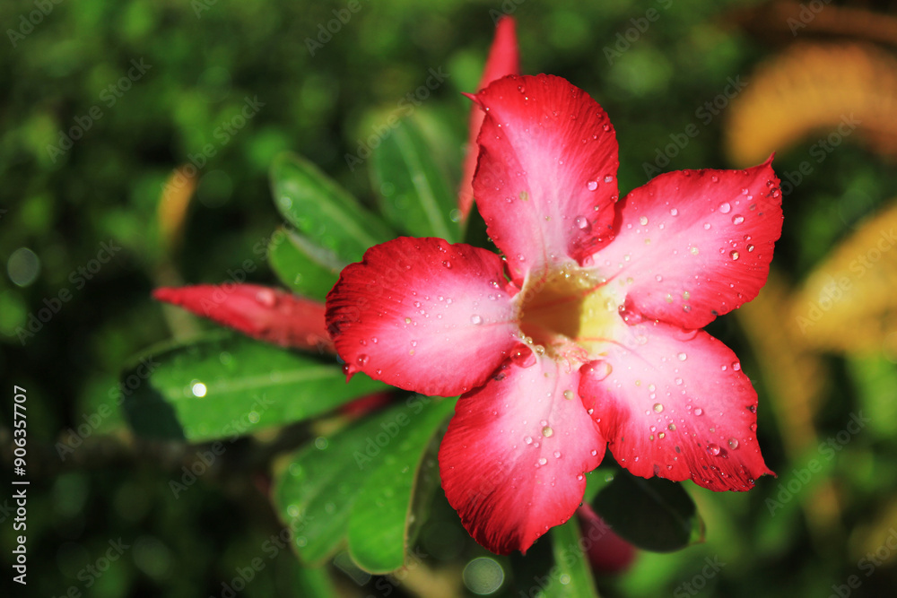 Red flower Adenium obesum with bokeh green background Red flower Adenium obesum with bokeh green background