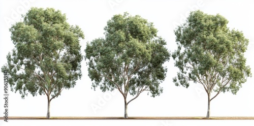 Wallpaper Mural A set of Fraxinus griffithii trees is illustrated in 3D isolated on a transparent background Torontodigital.ca
