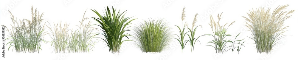Isolated 3d illustration of the Lomandra confertifolia bush set Isolated 3d illustration of the Lomandra confertifolia bush set