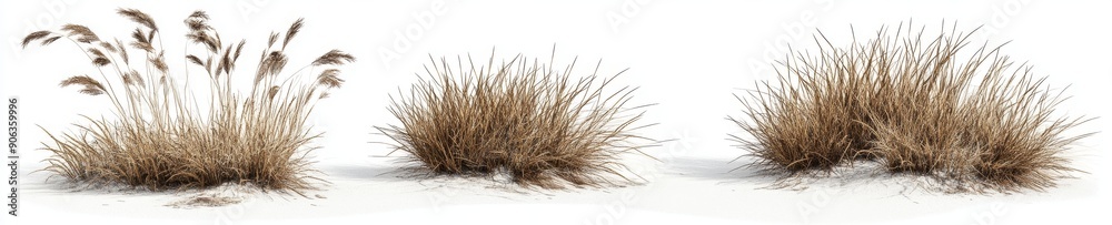 Isolated set of Carex testacea bush on transparent sheet Isolated set of Carex testacea bush on transparent sheet