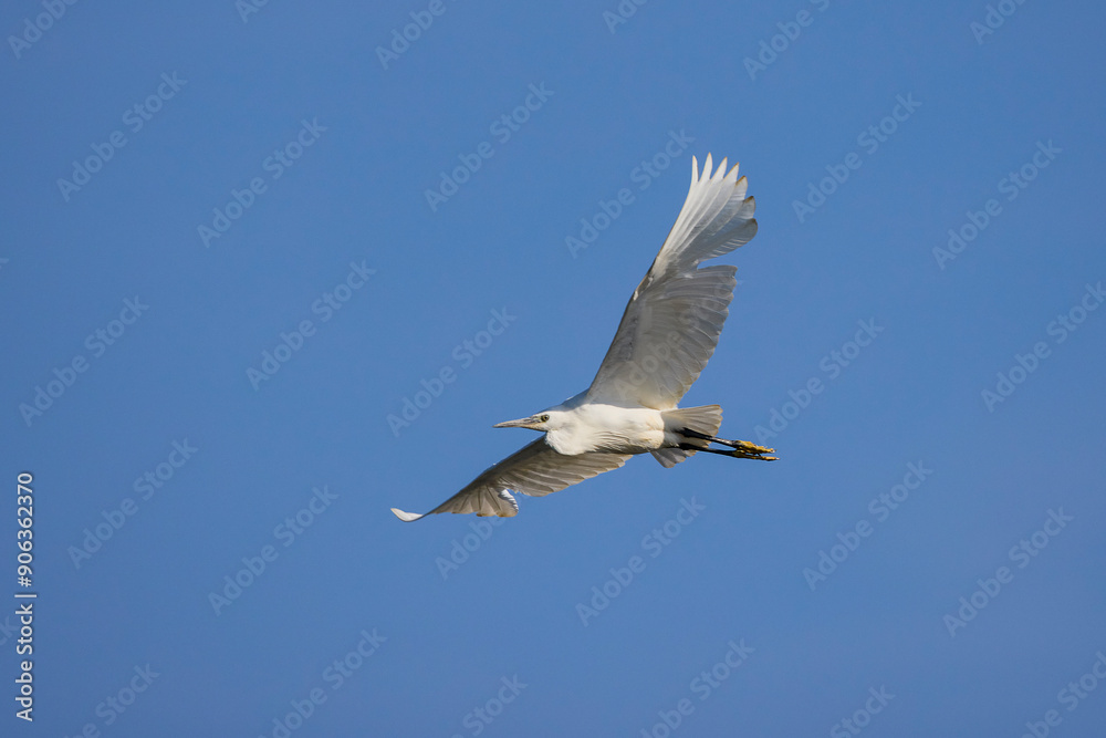 Great white egret in the blue sky Great white egret in the blue sky