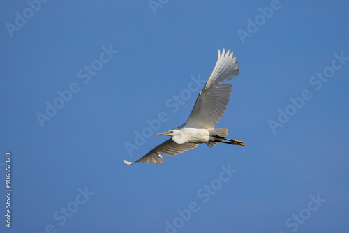 Great white egret in the blue sky