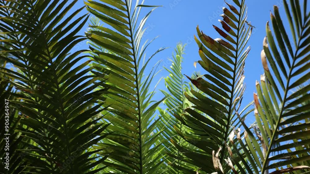 Palm tree over blue sky background concept. Beautiful palm tree leaves with blue sky. Palm leaves waving in the wind Palm tree over blue sky background concept. Beautiful palm tree leaves with blue sky. Palm leaves waving in the wind