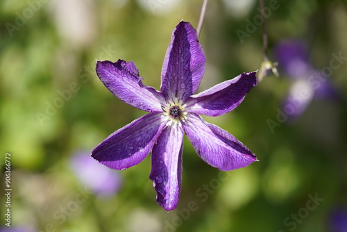 The Italian clematis (Clematis viticella) originates from the Mediterranean region, where it is widespread from Spain to Asia Minor. Hanover Berggarten, Germany. photo