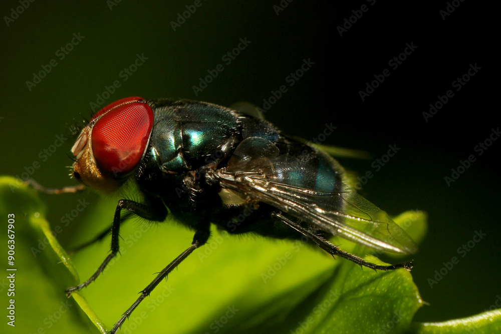 Close-up macro photograph of a housefly with vivid red eyes perched on a green leaf in natural light. Close-up macro photograph of a housefly with vivid red eyes perched on a green leaf in natural light.