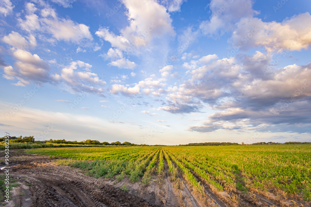 Obraz premium A field of crops with a cloudy sky in the background