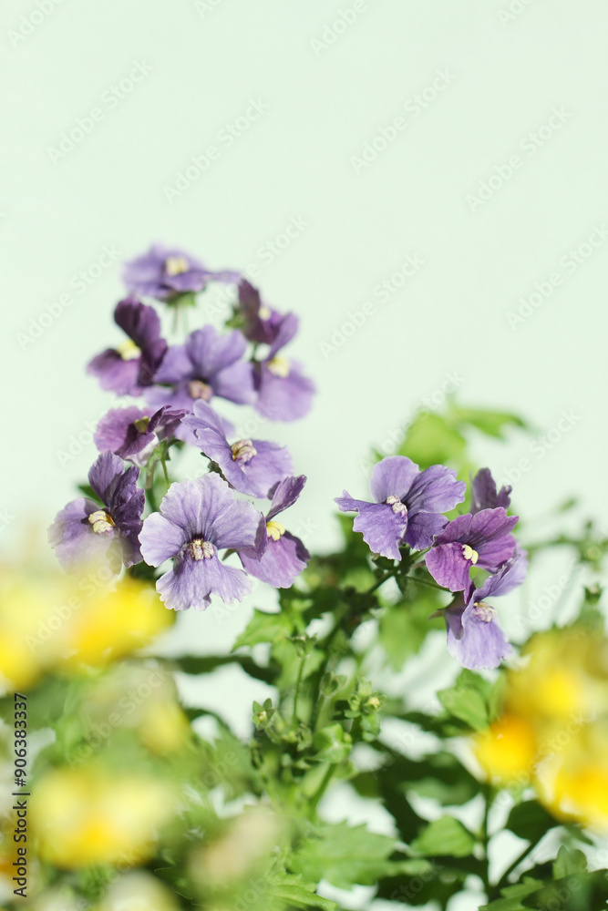 purple flowers on green background purple flowers on green background