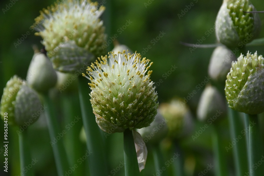 Nature’s Artistry: Blooming Onion in Full Bloom
Nature’s Artistry: Blooming Onion in Full Bloom