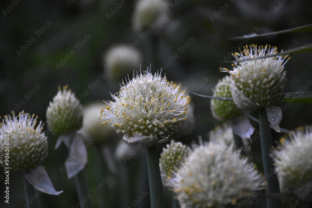 Nature’s Artistry: Blooming Onion in Full Bloom
Nature’s Artistry: Blooming Onion in Full Bloom