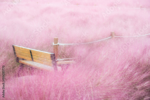 Autumnal view of mapel pink muhly with a bench and fence on the park of Deokdong-dong at Masanhappo-gu near Changwon-si, South Korea
 photo