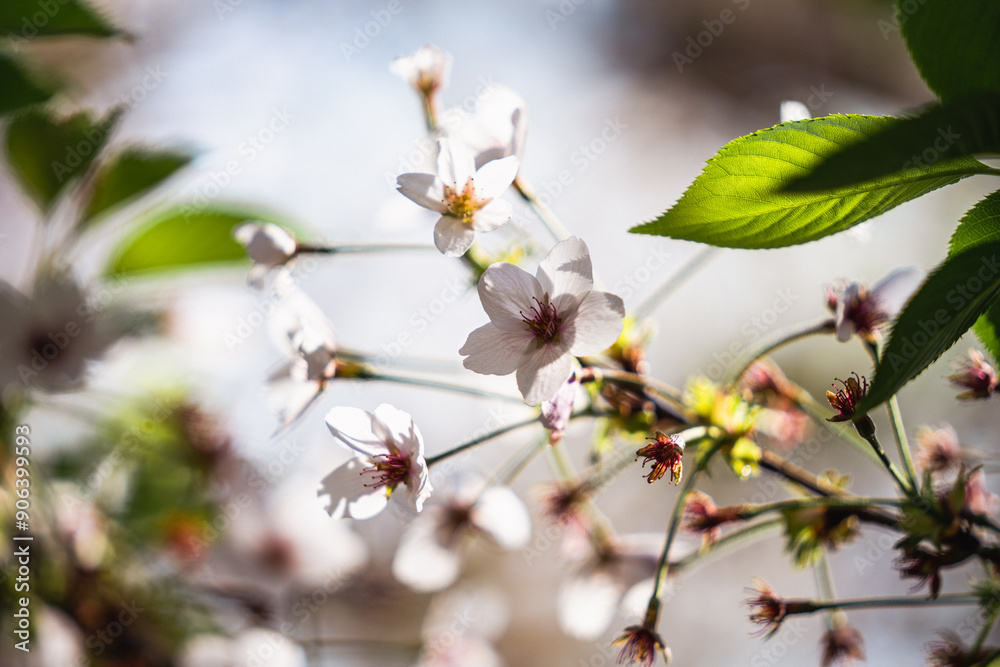 Close-up image of blooming almond tree branch, beautiful white almond flowers in bloom at sunset, blossoming almond tree in spring, spring flowers Close-up image of blooming almond tree branch, beautiful white almond flowers in bloom at sunset, blossoming almond tree in spring, spring flowers
