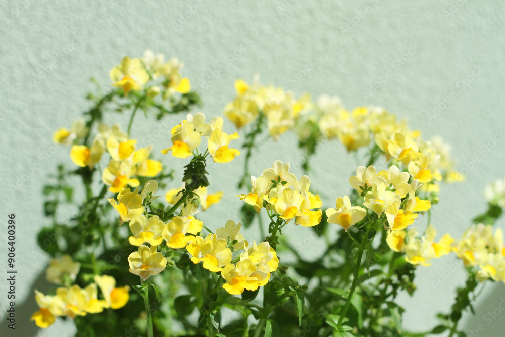 Obraz premium yellow flowers on green background
