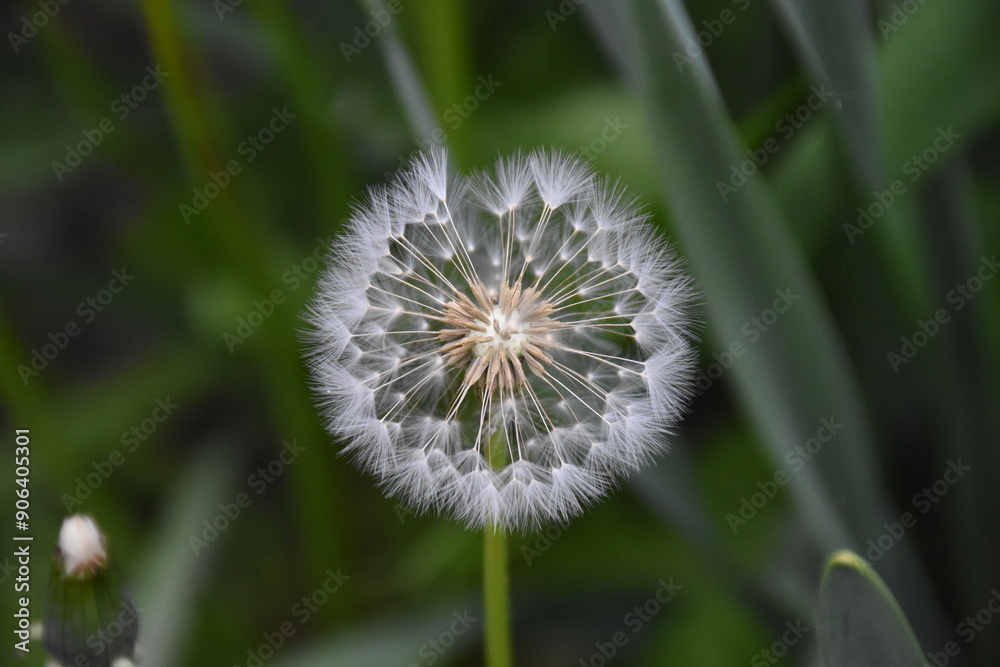 Whispers of Nature: Fluffy Dandelion in the garden Whispers of Nature: Fluffy Dandelion in the garden