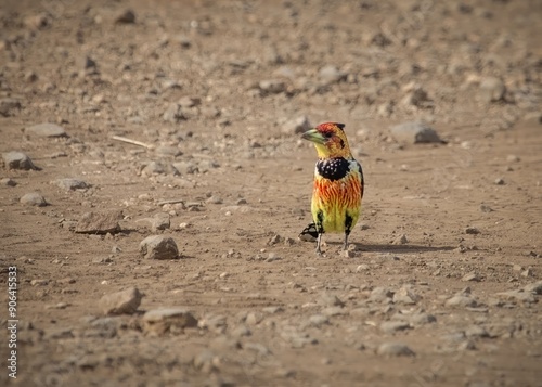 A colorful crested barbet bird stands in an unusual dry earth environment for this type of bird, but the presence of yummy insects may be the attraction on this road in Kruger Park in South Africa. photo