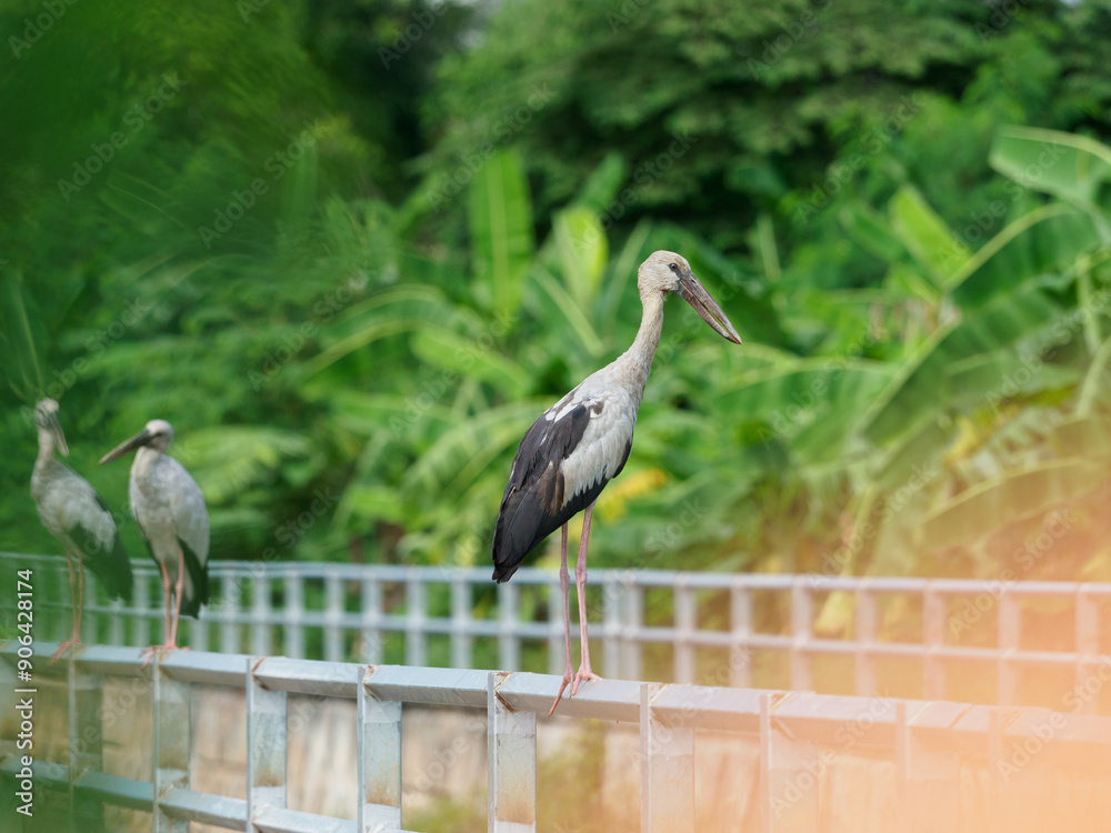 Fototapeta premium Ciconiidae standing on the fence