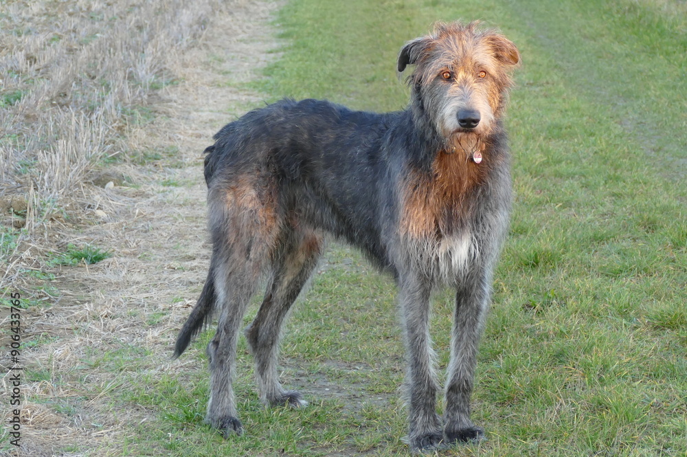 Fototapeta premium Irish wolfhound in the evening light