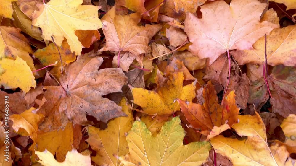 Close-up of fallen multicolored autumn maple leaves. High quality 4k footage Close-up of fallen multicolored autumn maple leaves. High quality 4k footage