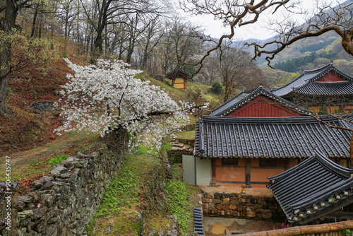 Suncheon-si, Jeollanam-do, South Korea - April 12, 2020: High angle and spring view of white plum flowers with tile roof of Buddhist sanctuary at Songgwangsa Temple 