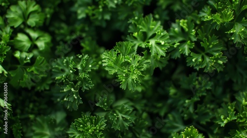 parsley bush