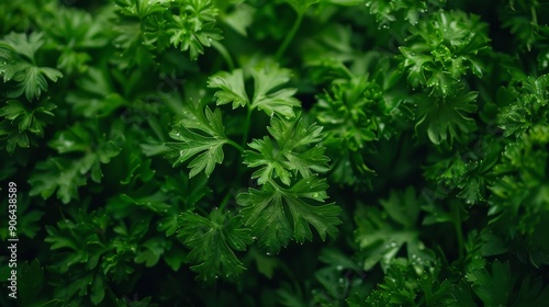 parsley bush