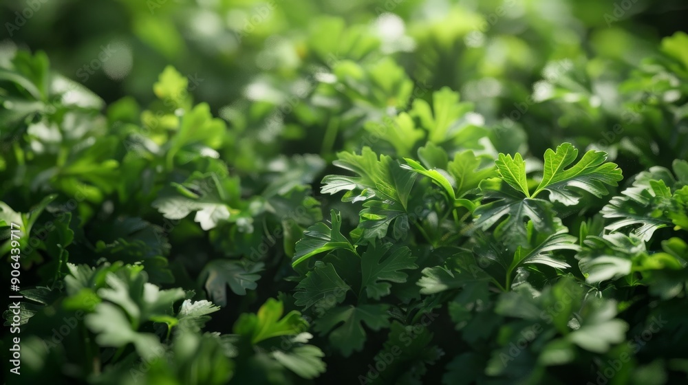 parsley bush parsley bush