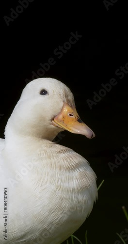 Close up of a domestic duck (Anas platyrhynchos domesticus). The Call Duck breed has a fascinating history that includes a foundation in hunting, showing, and eventually human companionship. photo