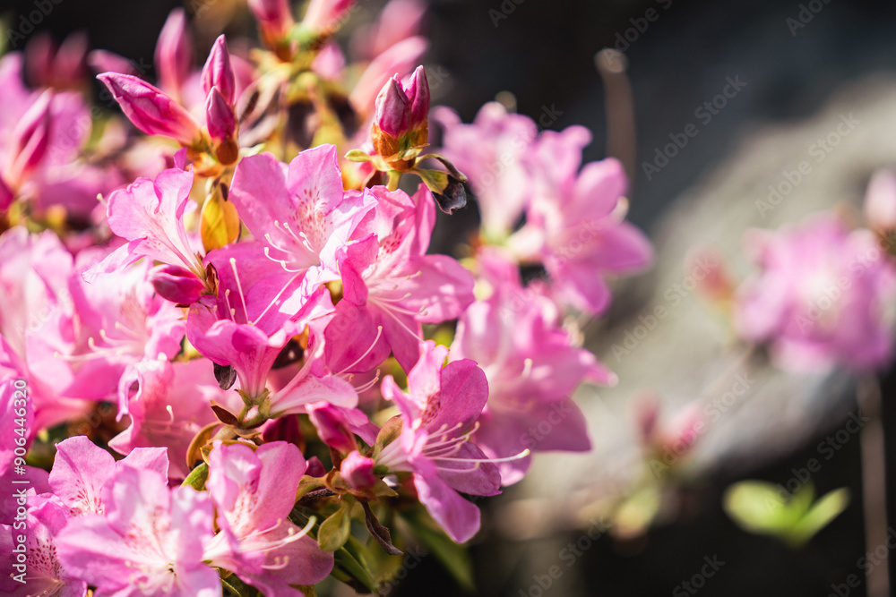 Beautiful pink blooms flowers of Rhododendron in the garden, Azalea, Pot Azalea, landscape and wallpaper background Beautiful pink blooms flowers of Rhododendron in the garden, Azalea, Pot Azalea, landscape and wallpaper background