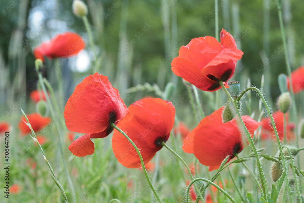 Fototapeta premium Corn poppy in a cornfield with red petals. Red splashes of color in green surroundings