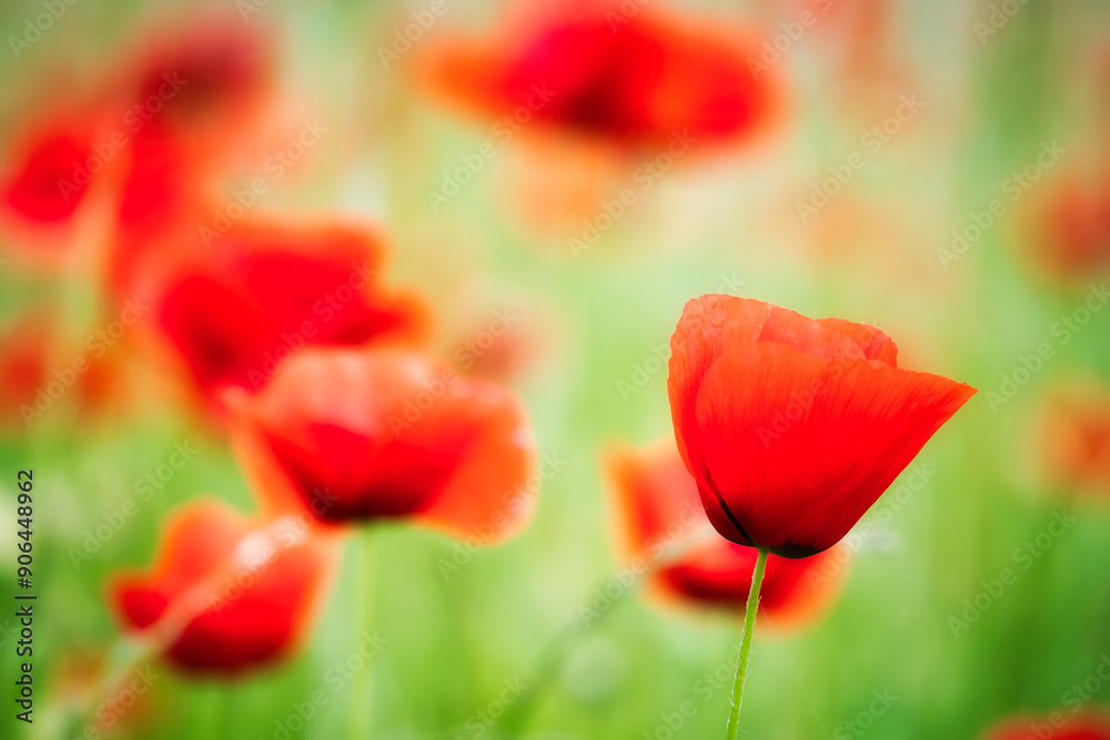 Obraz premium Corn poppy in a summer meadow with red petals. Wildflower from nature.