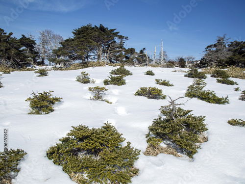 Low angle view of snow covered ground with fir tree habitat on Witse Oreum of Hallasan National Park near Seogwipo-si, Jeju-do, South Korea
 photo