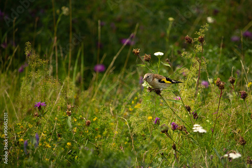 European goldfinch, feeding on the seeds.