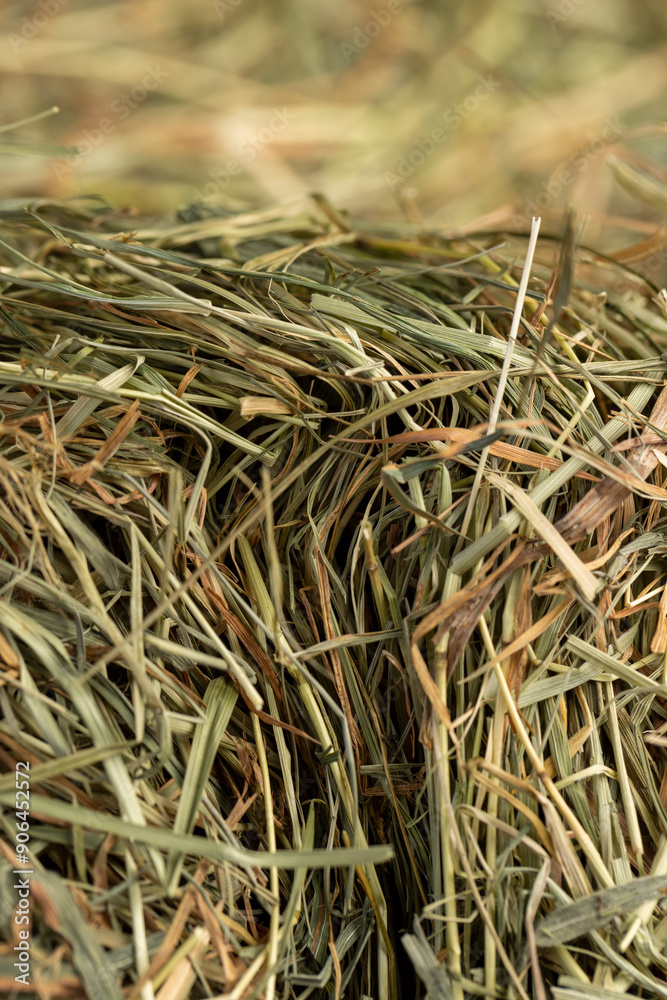 Dehydrated Dried Grass for hay production in agriculture Dehydrated Dried Grass for hay production in agriculture