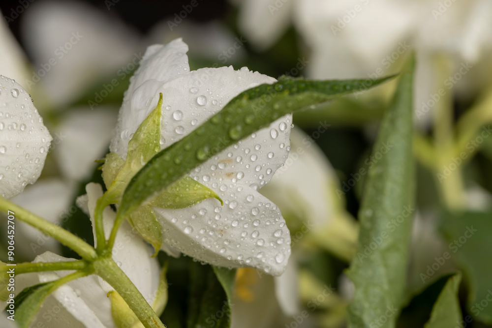 wet white jasmine flowers in the spring season wet white jasmine flowers in the spring season