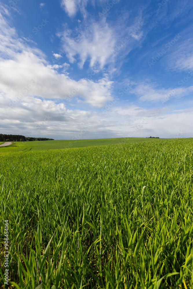 beautiful green wheat sprouts in sunny weather beautiful green wheat sprouts in sunny weather