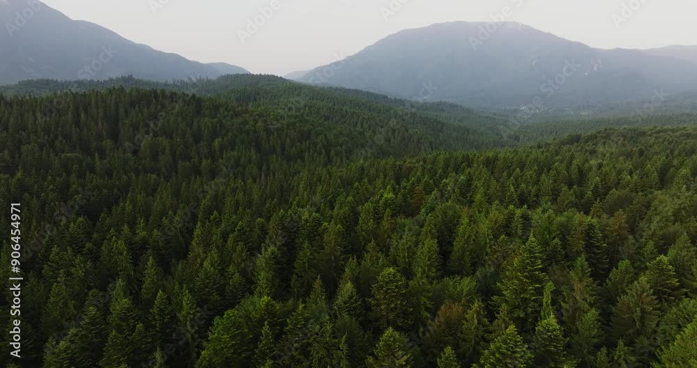 Aerial descending shot revealing a vibrant coniferous forest and distant mountains Aerial descending shot revealing a vibrant coniferous forest and distant mountains