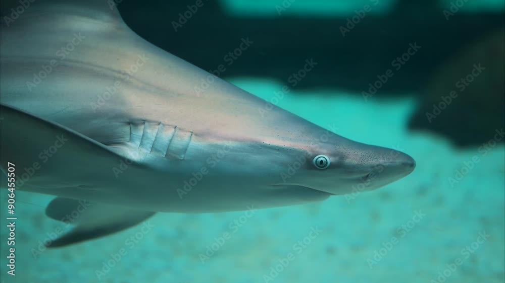 Sandbar shark swimming slowly over the white seabed, close up tracking shot