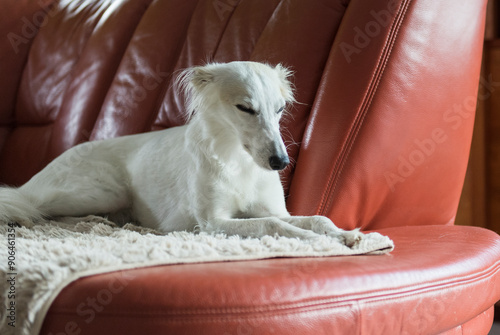 Silken Windsprite liegt auf der Couch photo