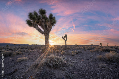 Joshua Tree sunset rays in Nevada near Goldfield 