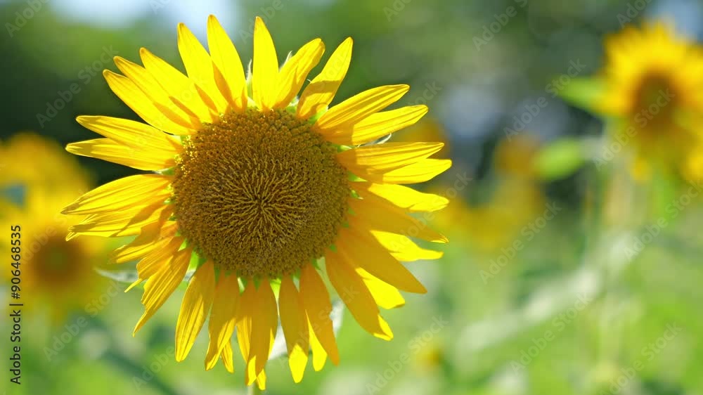 sunflower agriculture field, summer landscape sunflower agriculture field, summer landscape