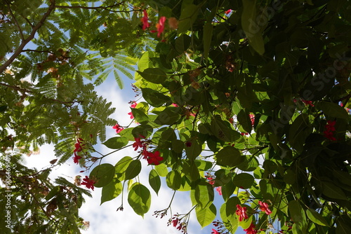 Red Peregrina(Jatropha integerrima) flowers with branches and leaves in nature garden photo