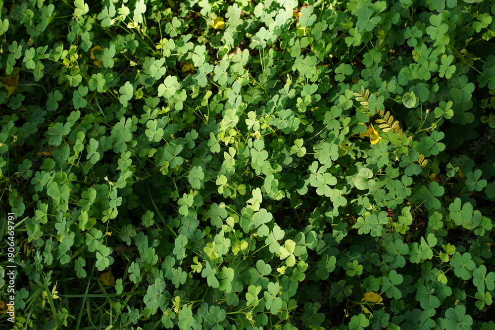 Closeup green leaves of plant in the garden texture background Closeup green leaves of plant in the garden texture background