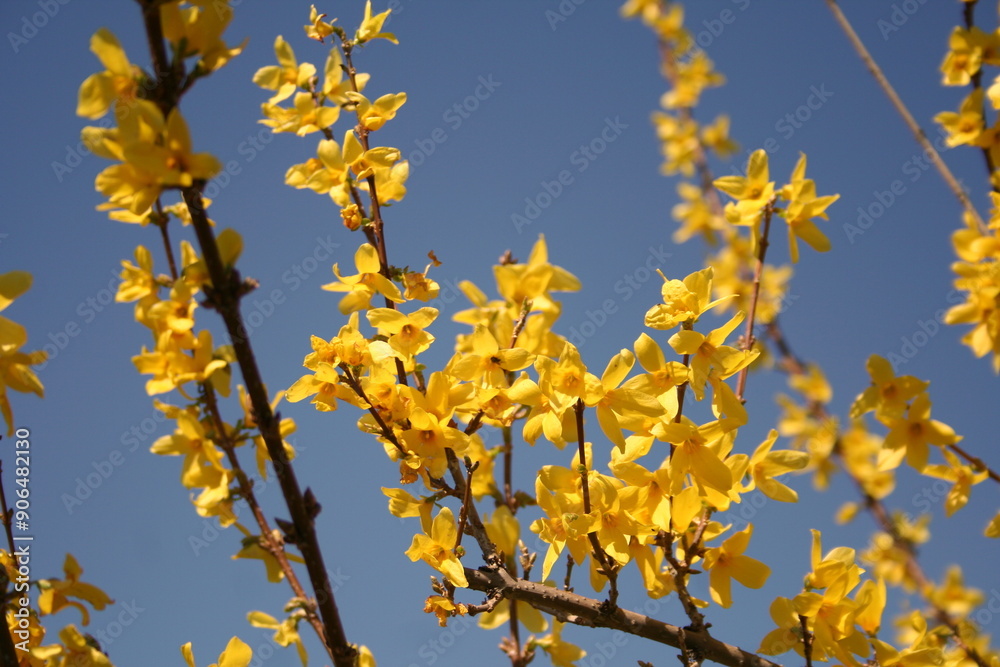 A tree branch adorned with vibrant yellow flowers set against a clear blue sky A tree branch adorned with vibrant yellow flowers set against a clear blue sky