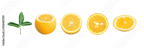Fresh orange  slice with transparency  die cut